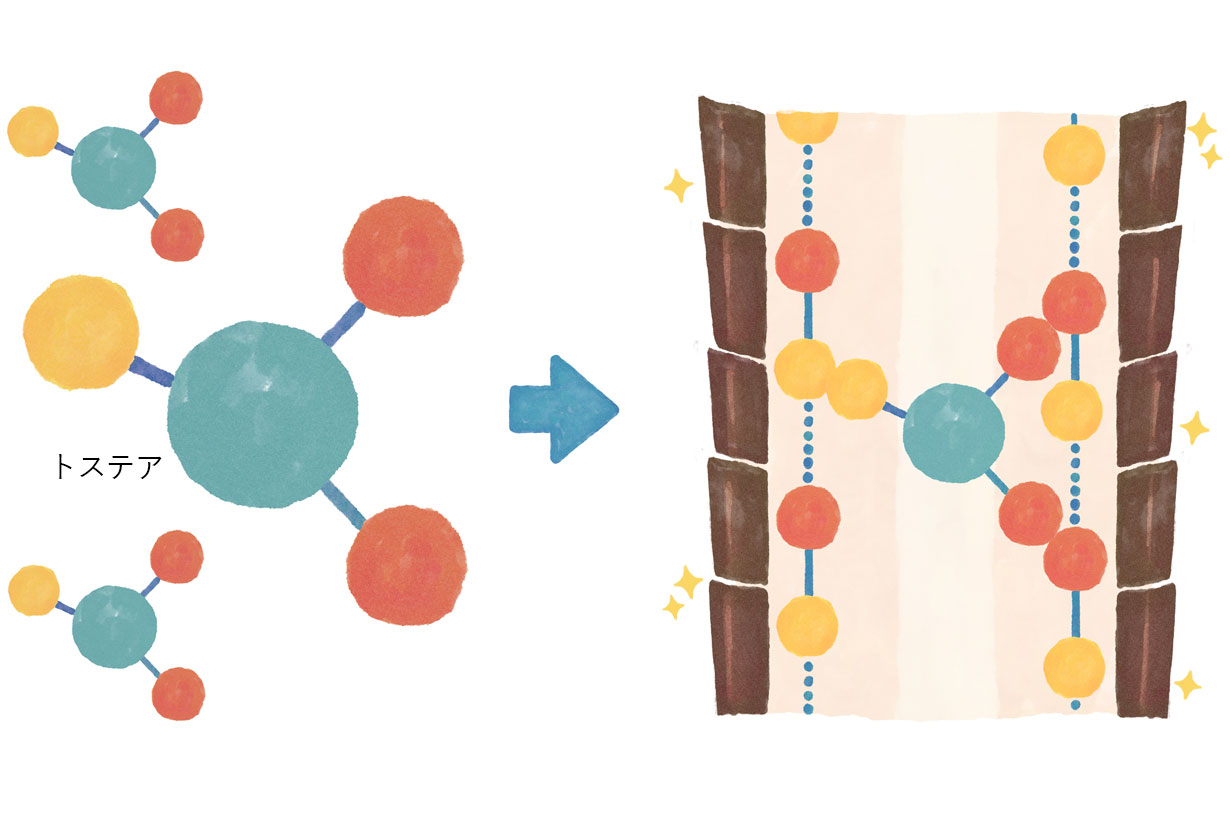 ヘアケア成分トステアを配合