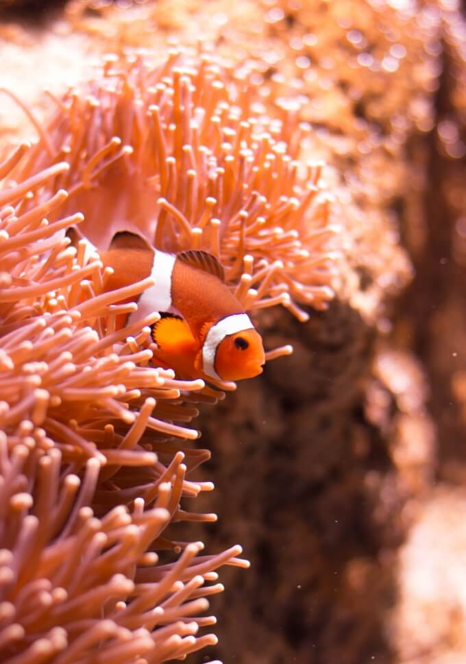 美ら海を次世代へ　STOP地球温暖化　サンゴ礁を守る